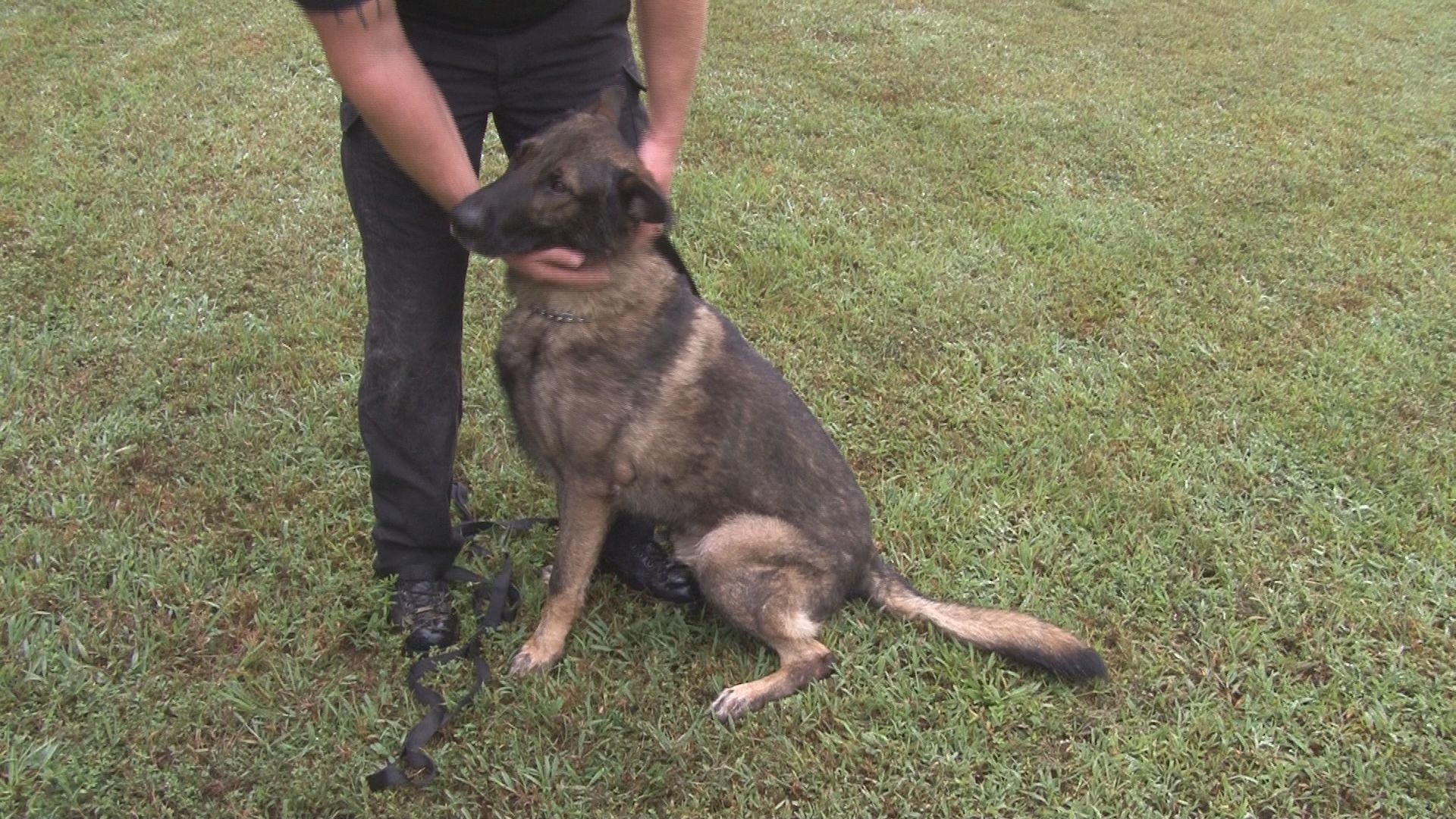 43 Lucky S Pet Resort Greensboro Pics Pets House